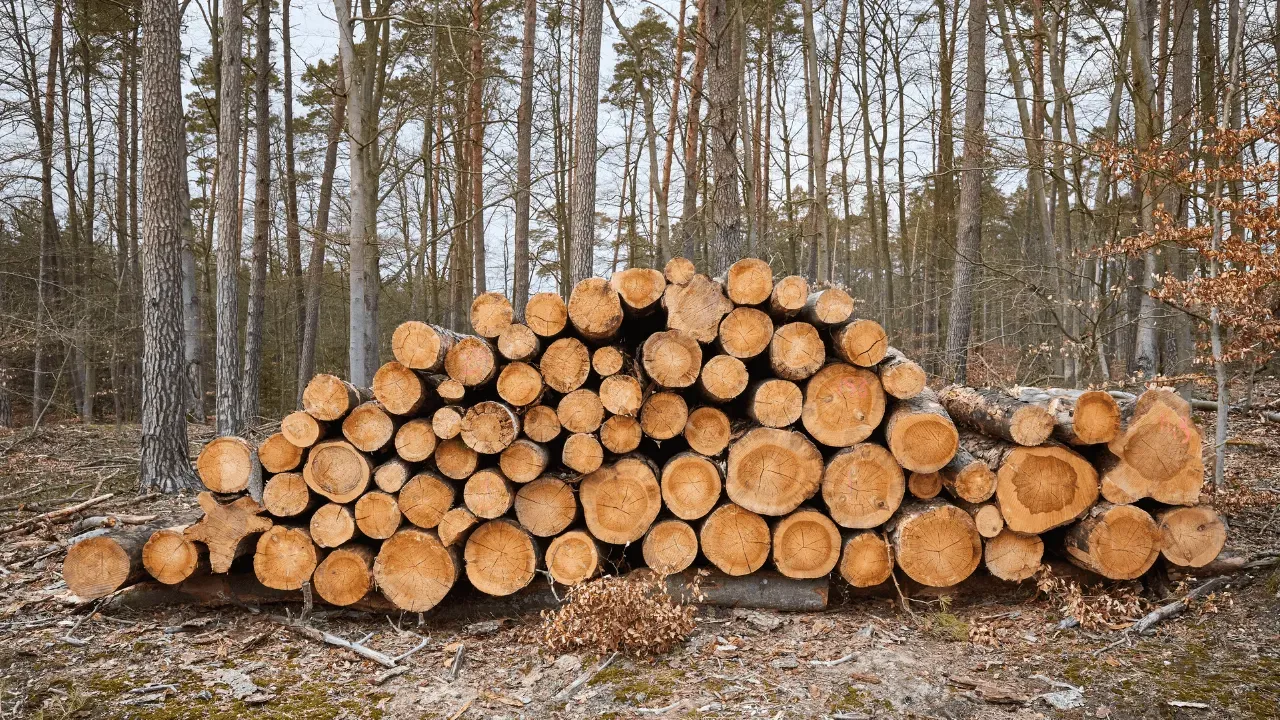 cura forestal 1280 x 720 Desbrossament de Finques i Parcel·les